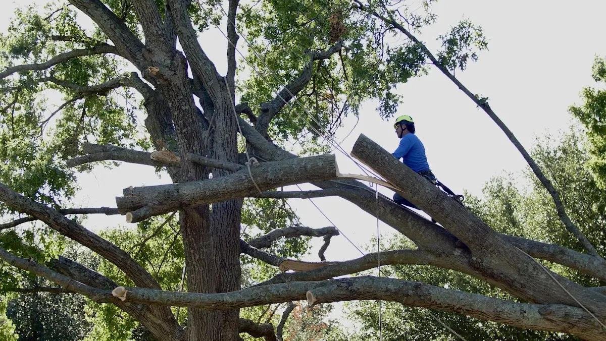 Professional Crown Thinning performed by certified arborists in Herminie