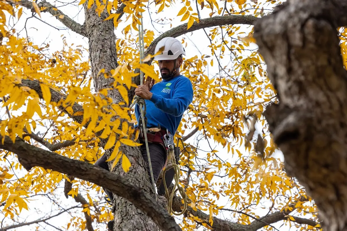 Skilled Tree Transplanting crew working in Herminie